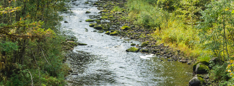 A stream of water with trees and greenery around.