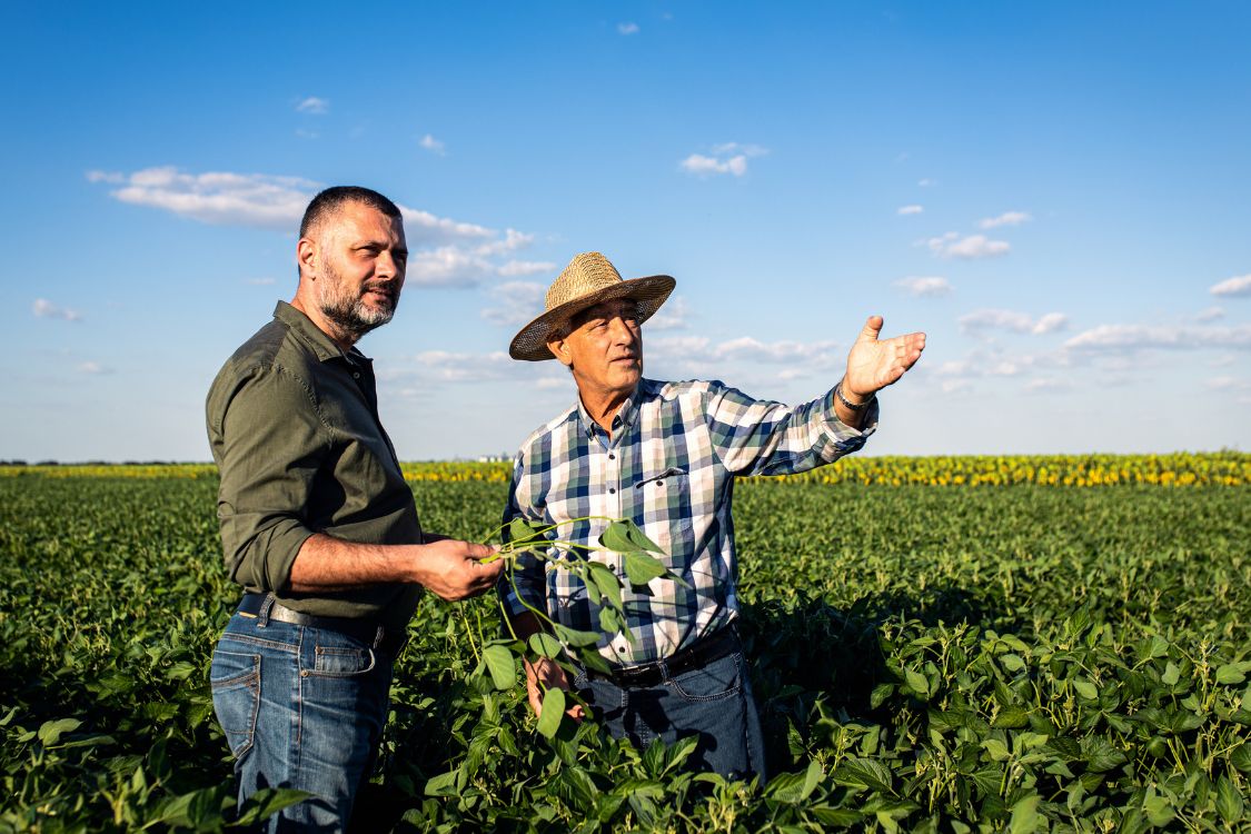 Two men standing and talking in a field of tall plants on a sunny day.