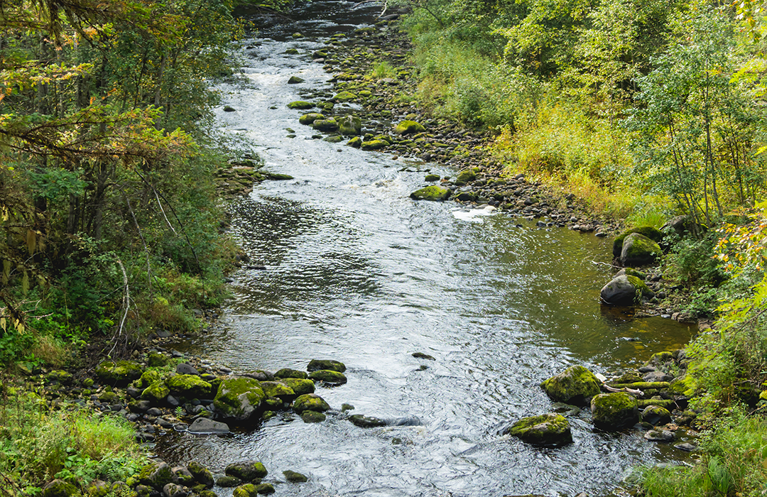 Photo of a flowing river banked by green trees and mossy rocks.